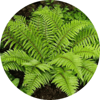 Экстракт чистотела