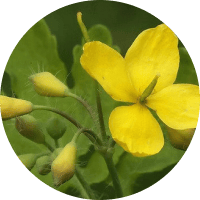 Масло шалфея